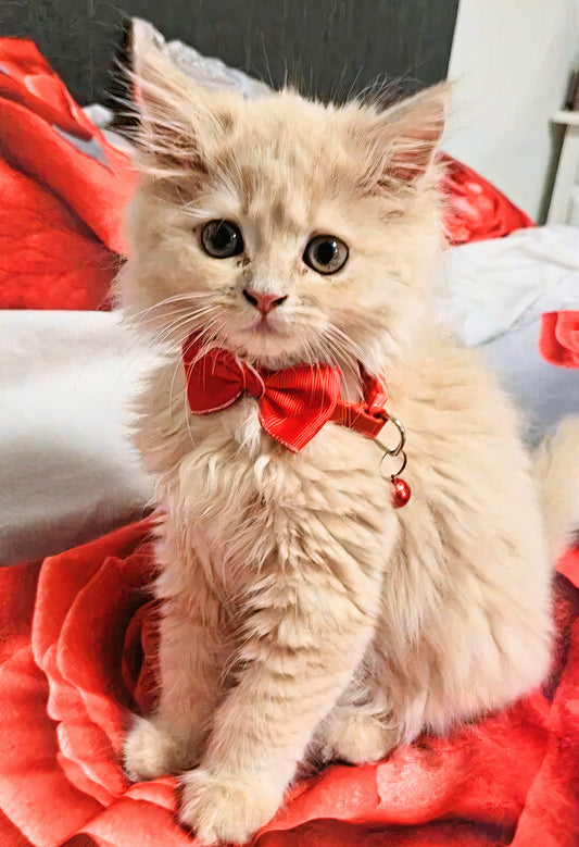 Bow Tie For Cats - Homeclick | One Click Away!