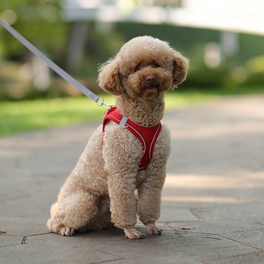 Comfywalk Harness And Leash - Homeclick | One Click Away!
